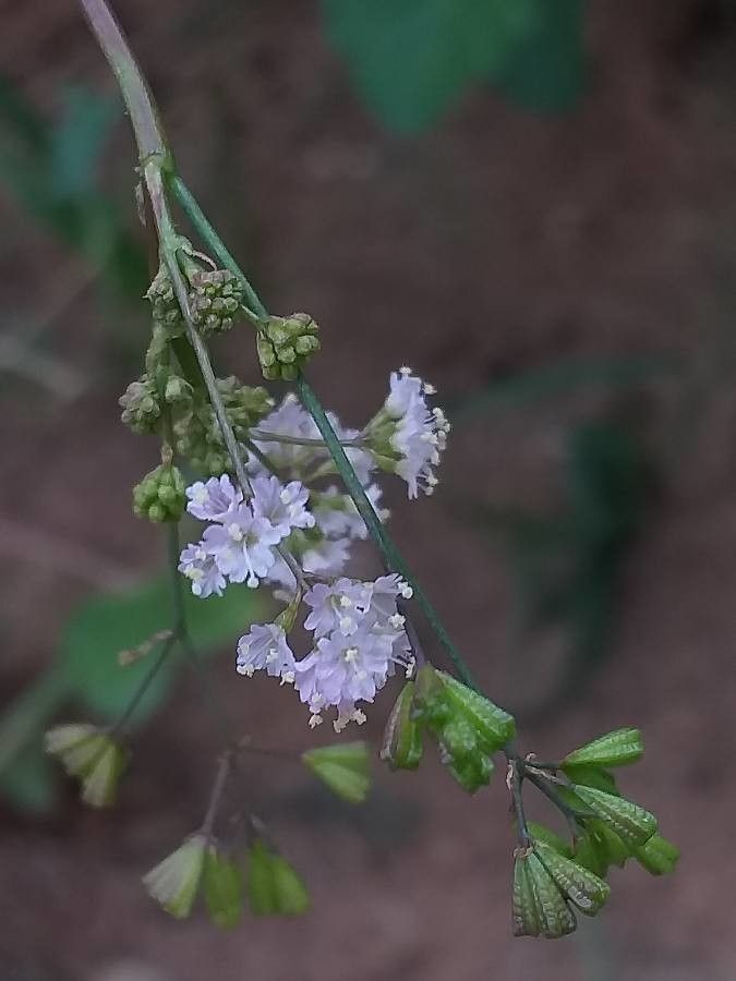 Boerhavia erecta flower