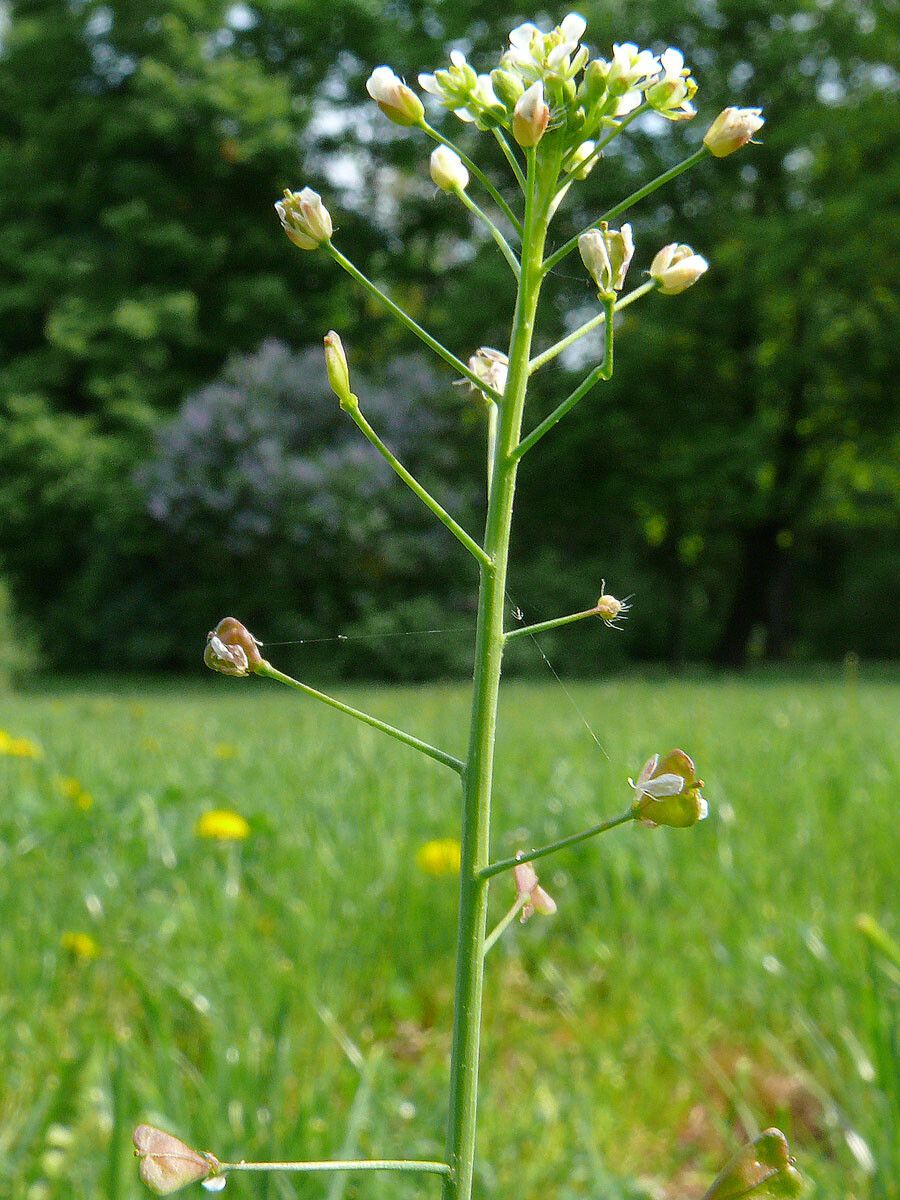 Capsella grandiflora fruit