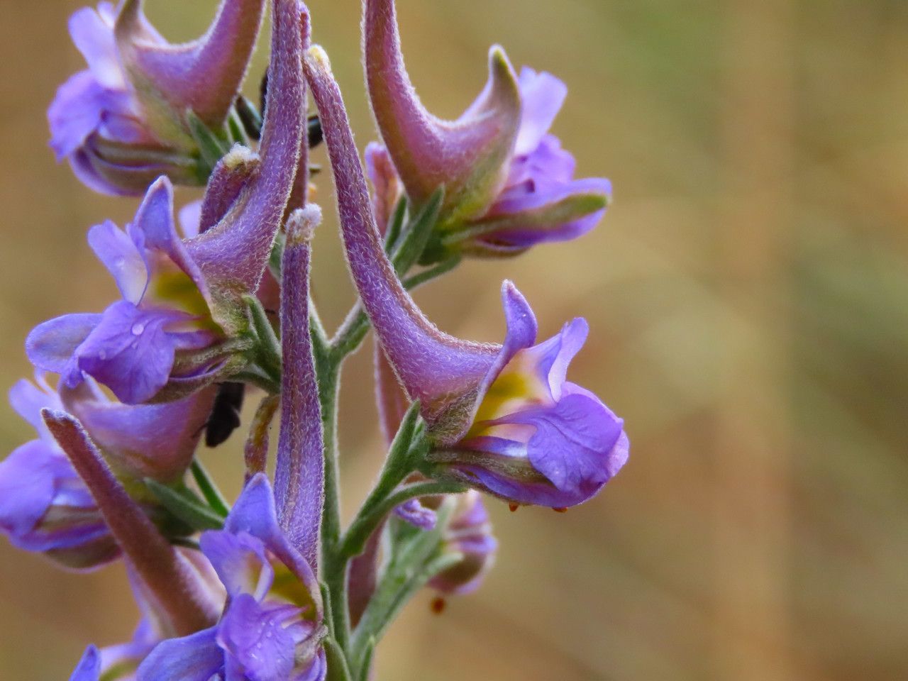 Delphinium halteratum flower