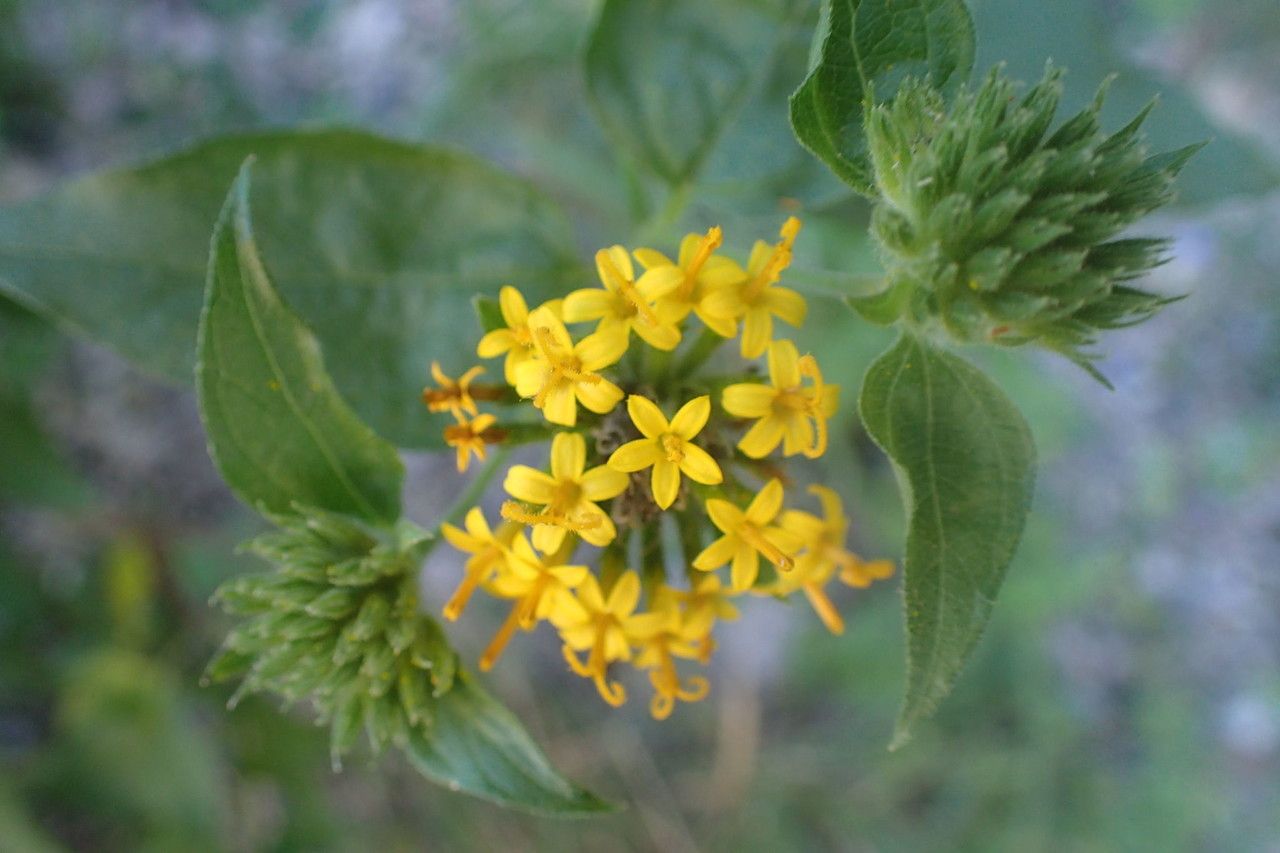 Lagascea decipiens — search result for 'Paraguay'