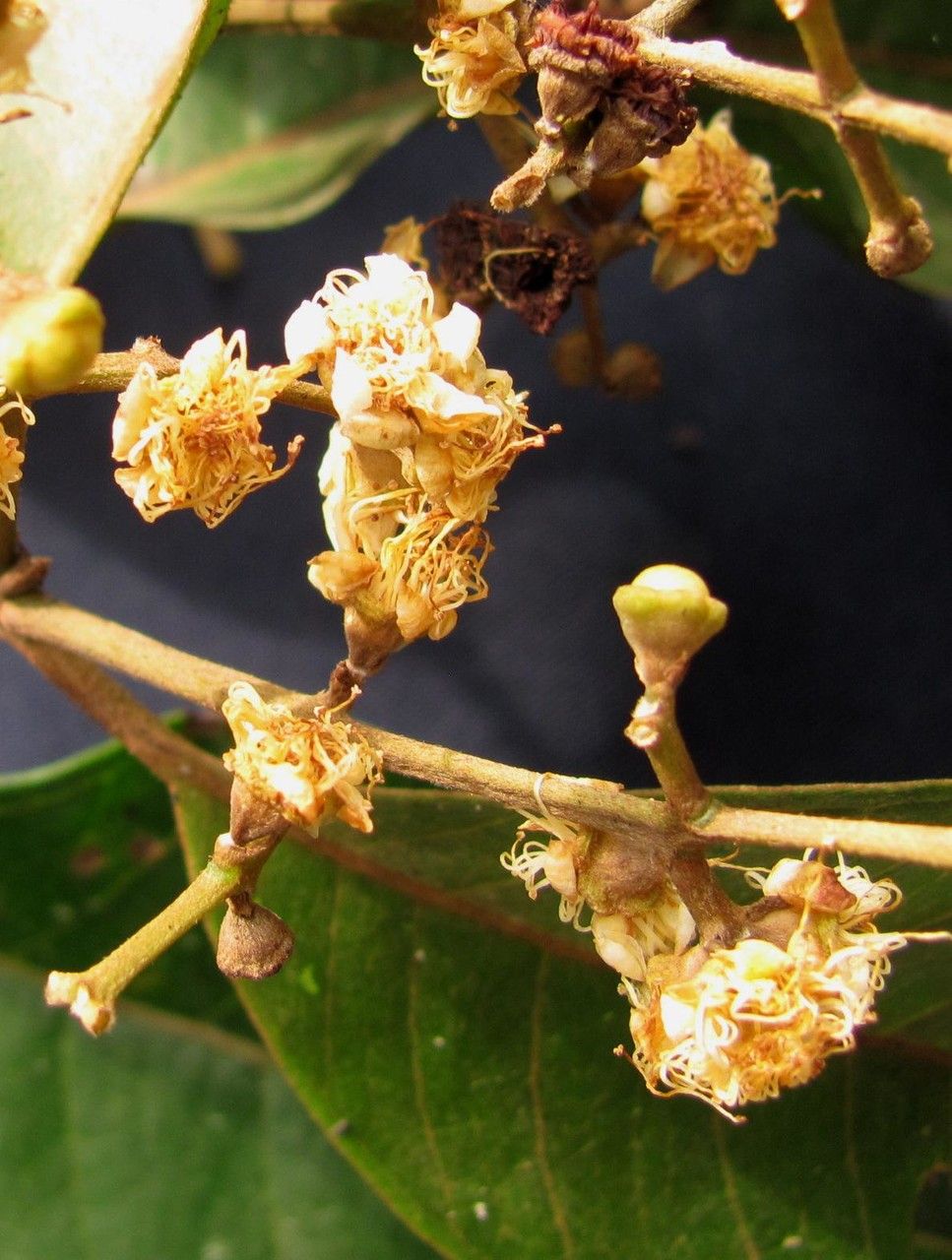 Calyptranthes chytraculia other