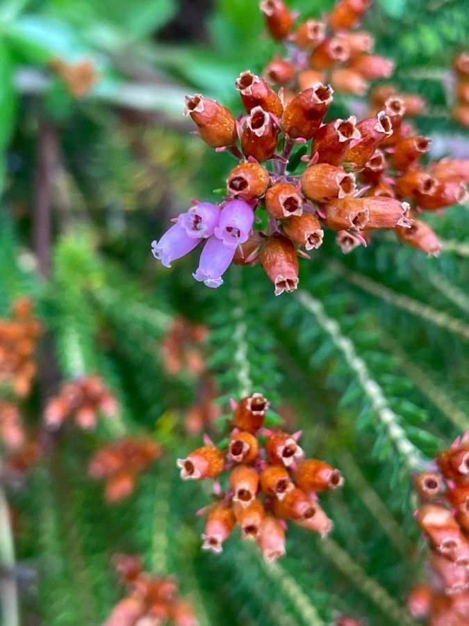 Erica terminalis flower