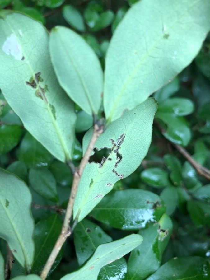 Erythroxylum suberosum leaf