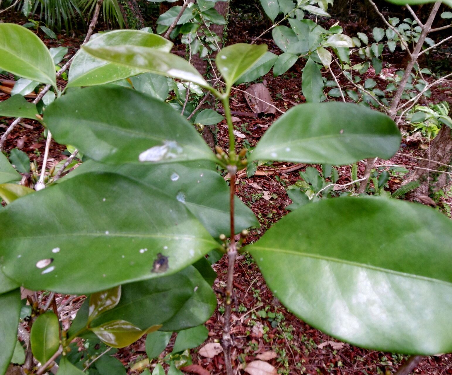 Coffea pseudozanguebariae — houseplant care guide