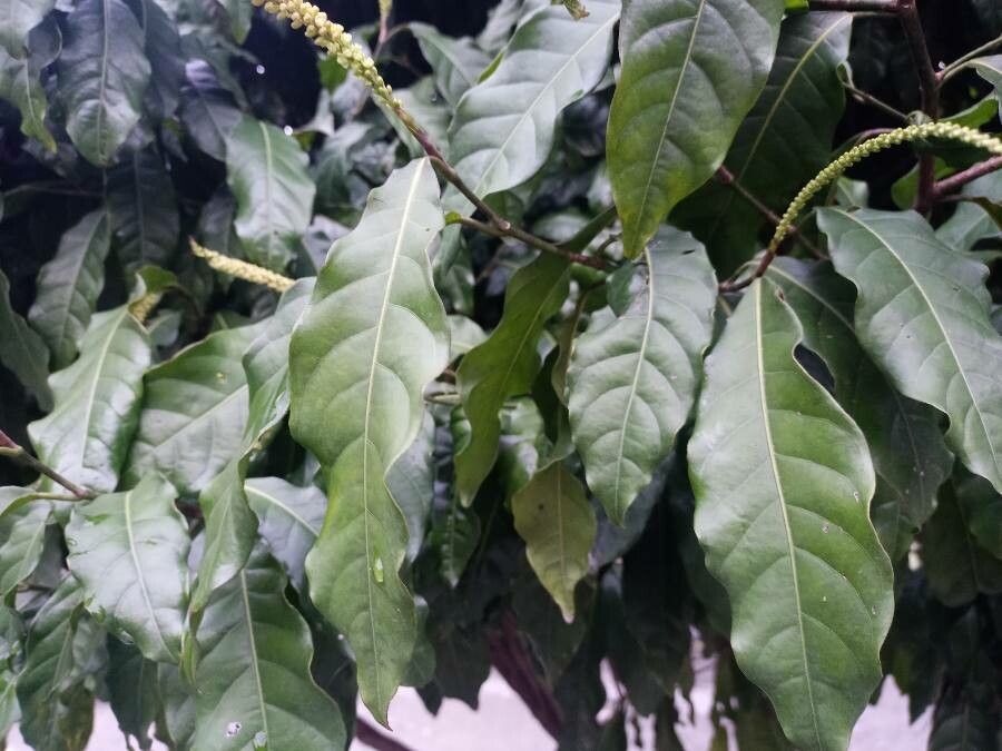 Coccoloba acuminata — related species from the same genus