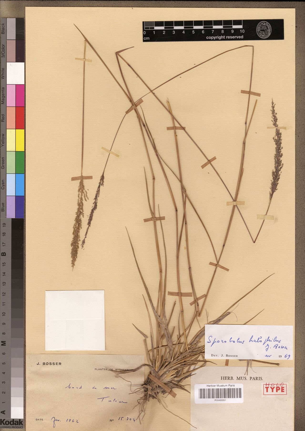 Sporobolus halophilus — houseplant care guide