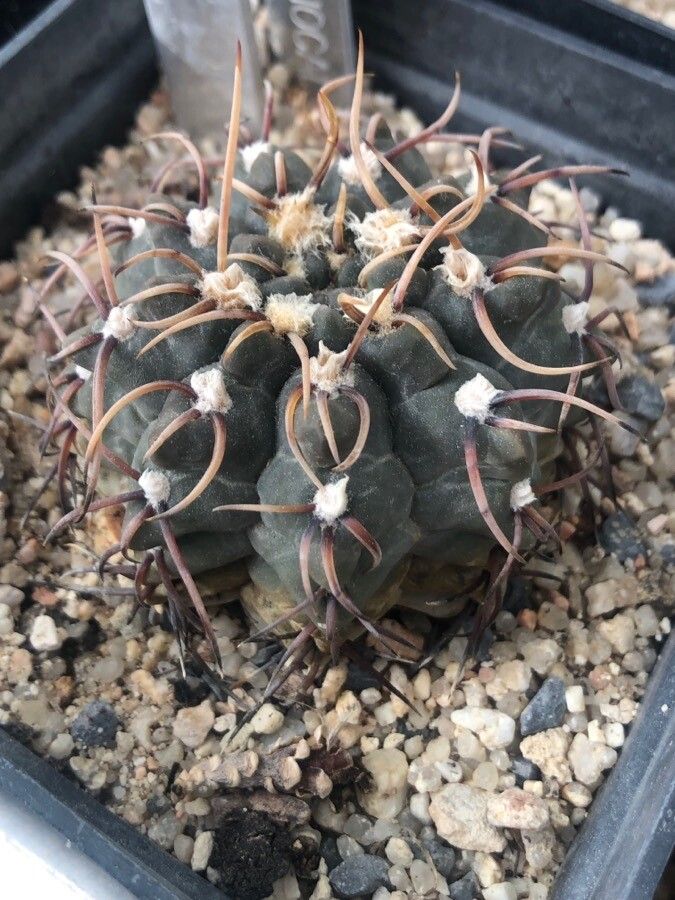 Gymnocalycium bodenbenderianum — search result for 'Gymnocalycium'