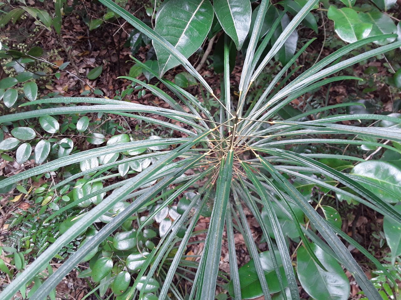 Codiaeum peltatum leaf