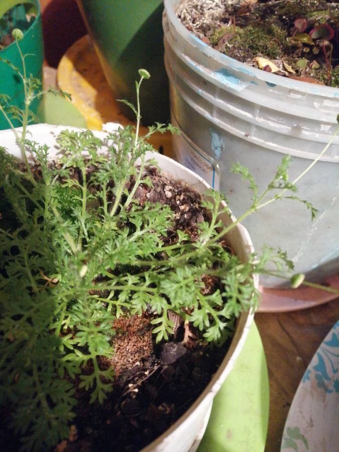 Pelargonium triste leaf