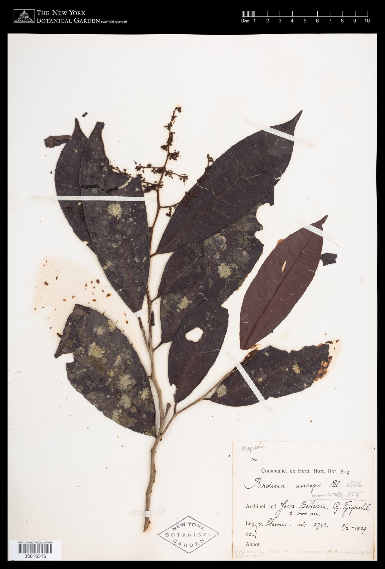 Ardisia colorata — search result for 'Ardisia'