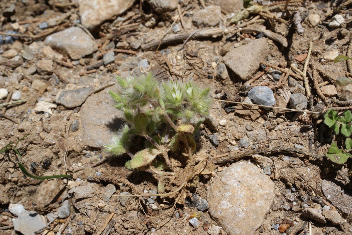 Cerastium comatum habit