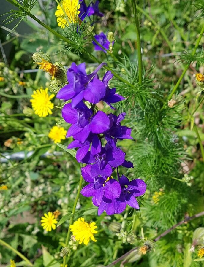 Delphinium orientale flower