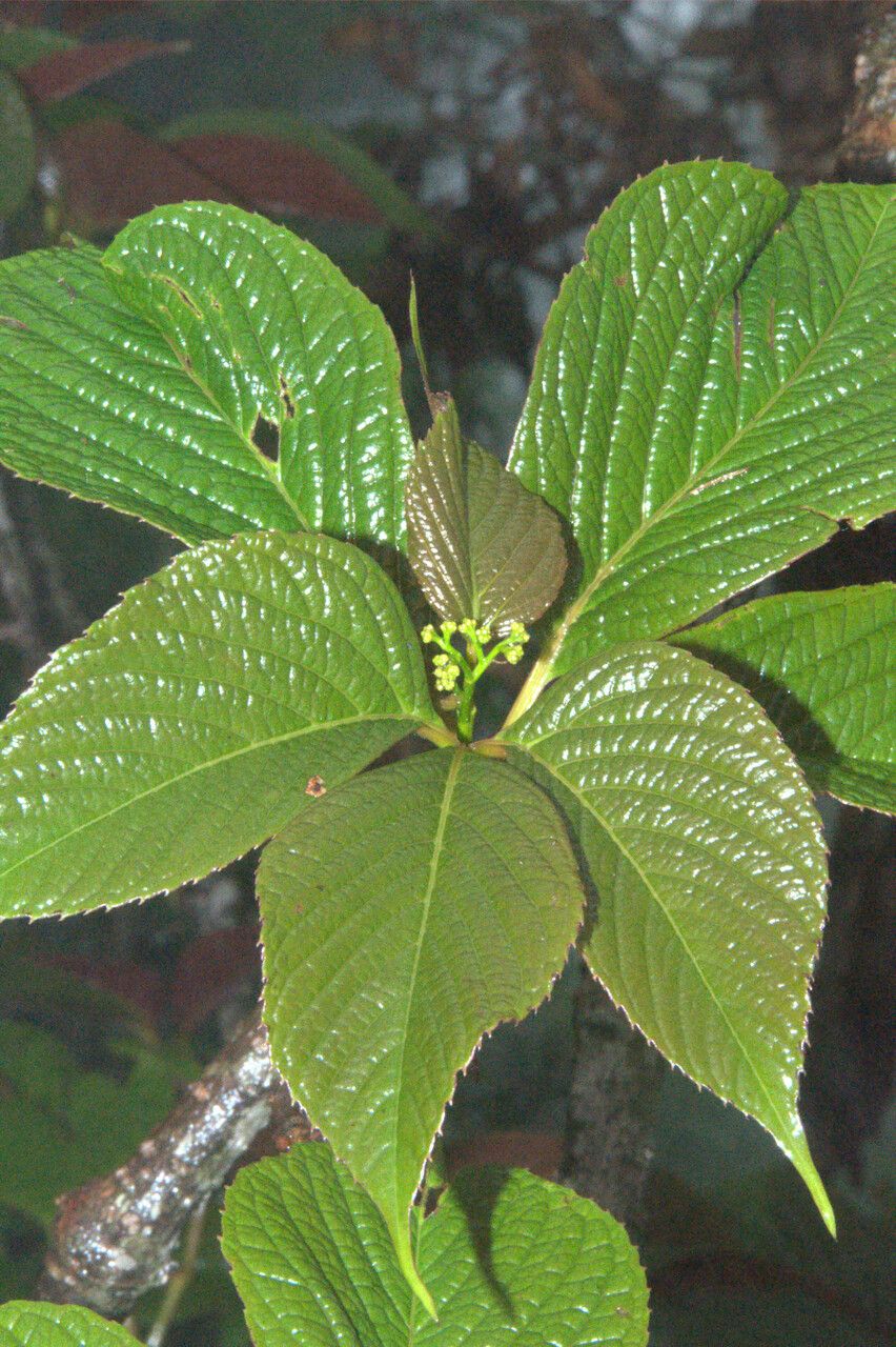 Parthenocissus semicordata leaf