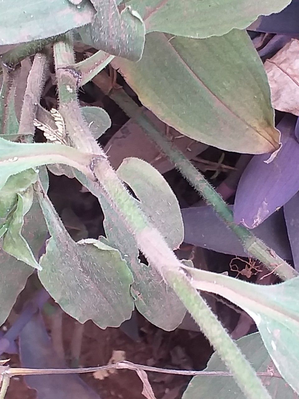 Aneilema aequinoctiale bark