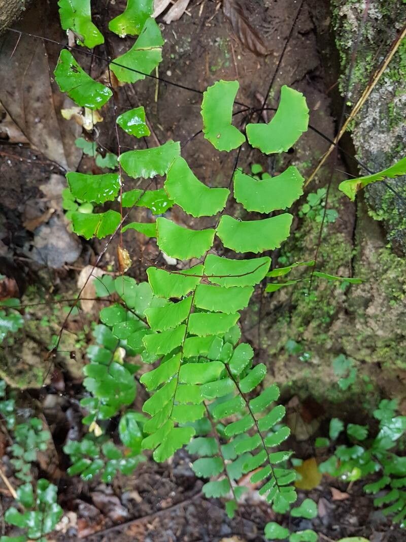 Adiantum lunulatum leaf