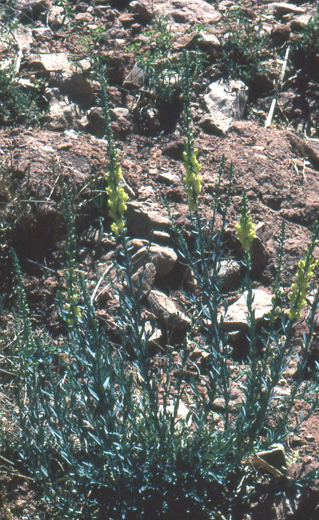 Linaria ventricosa habit