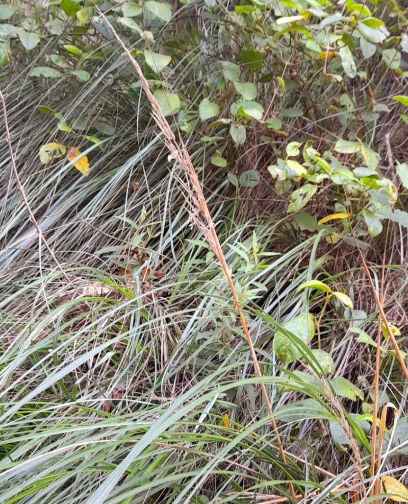 Cortaderia hieronymi fruit