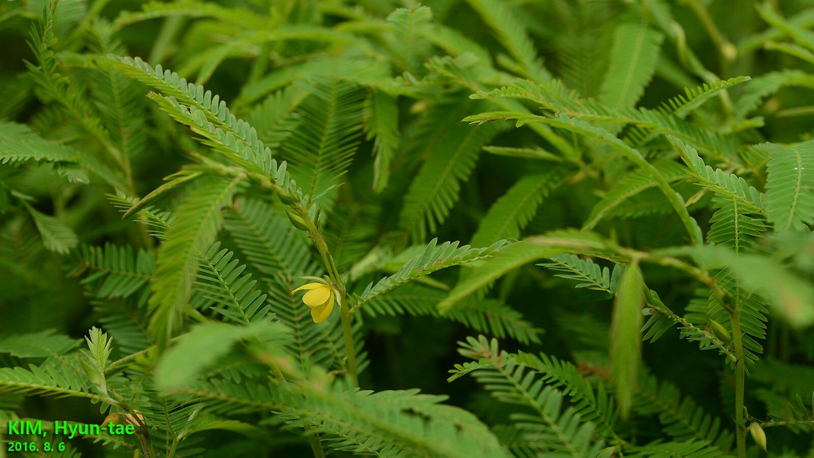 Chamaecrista nomame — houseplant care guide