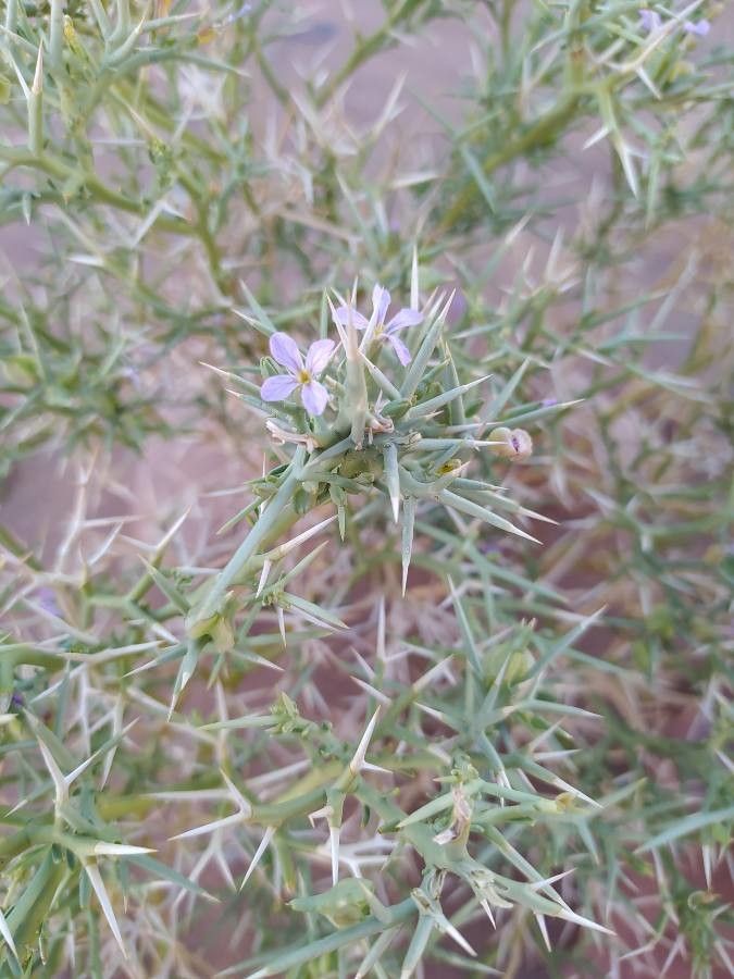 Zilla macroptera leaf