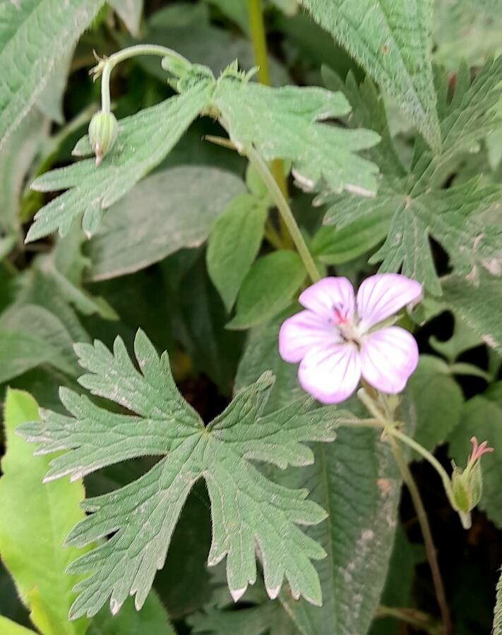 Geranium bicknellii habit