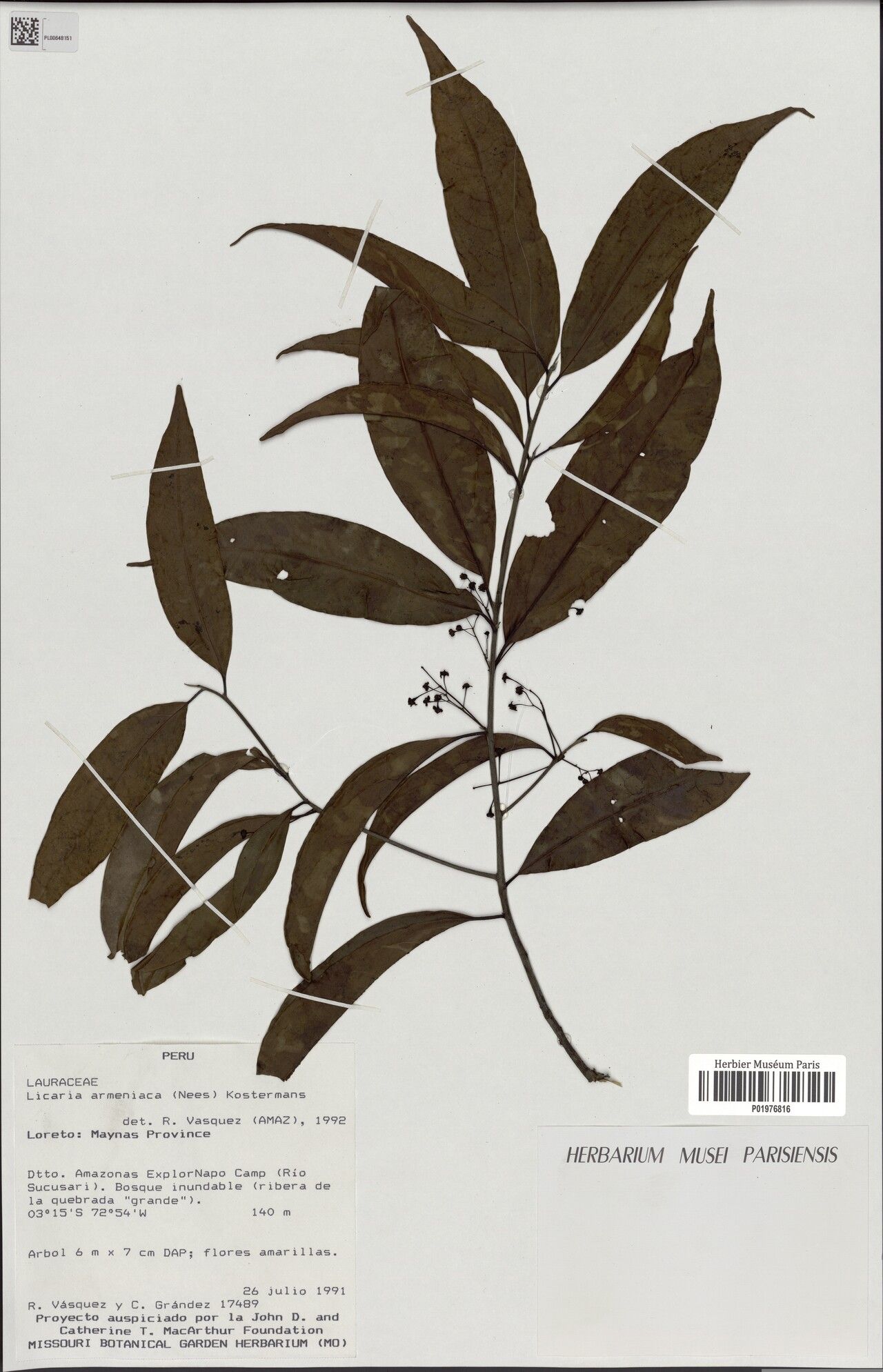 Licaria armeniaca — related species from the same genus