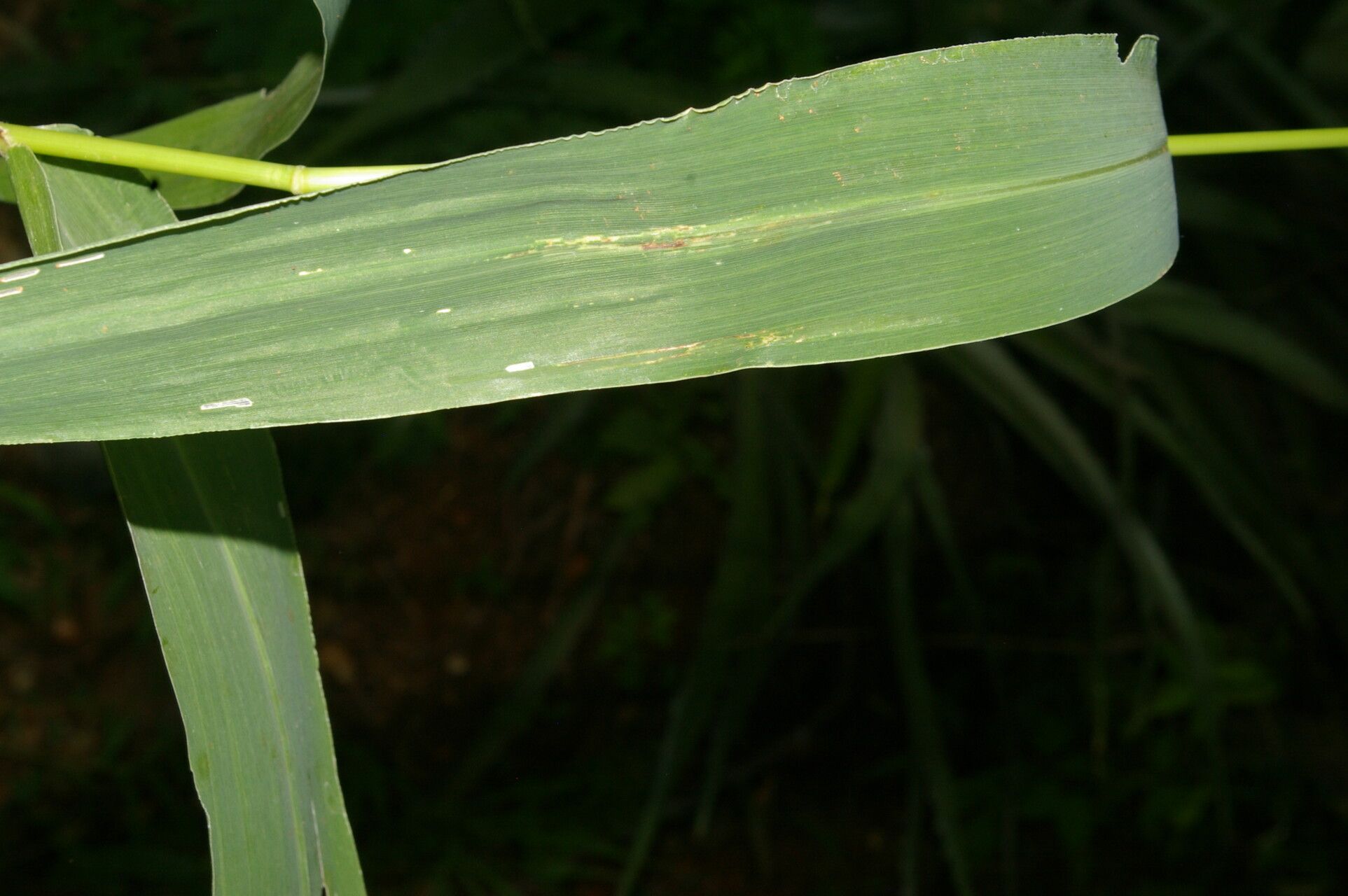 Setaria liebmannii leaf