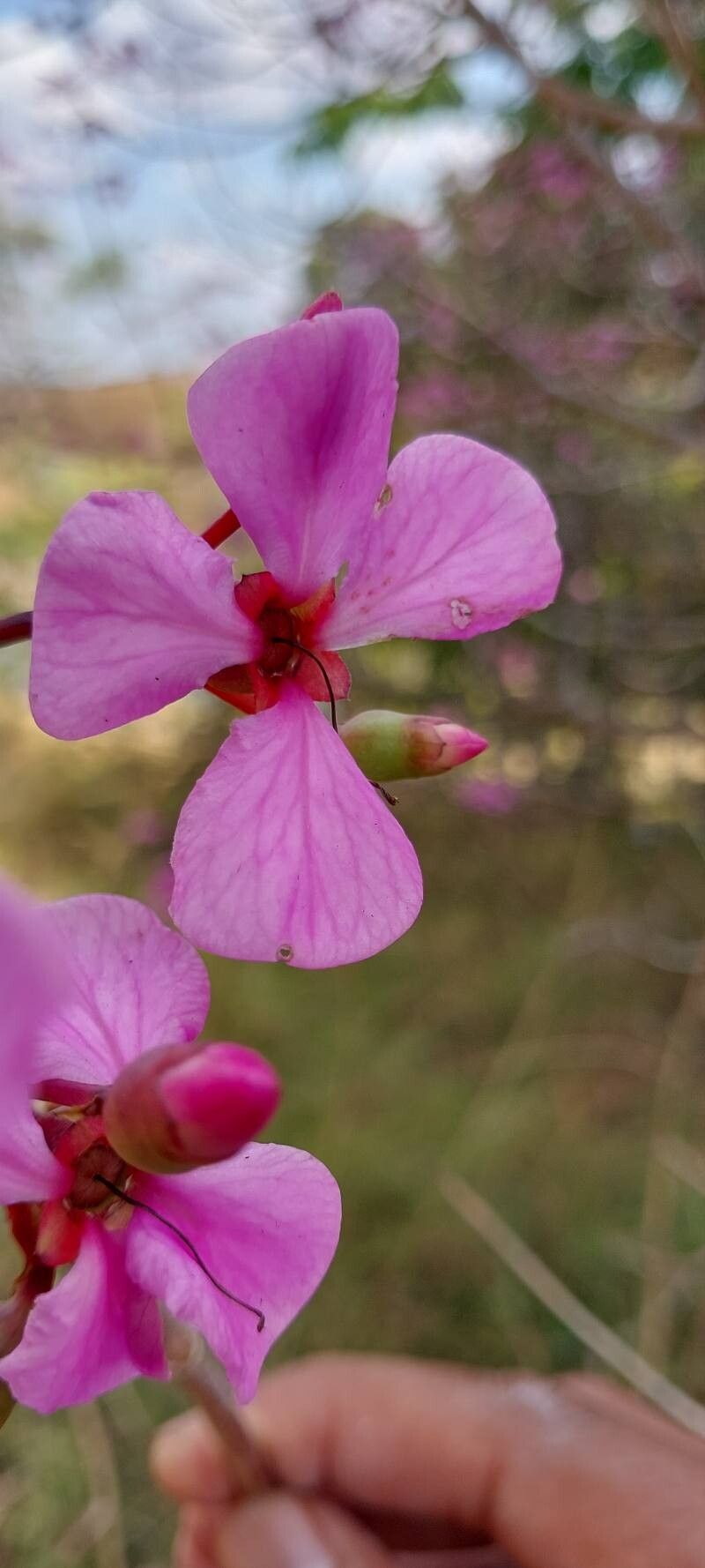 Dichaetanthera trichopoda — houseplant care guide