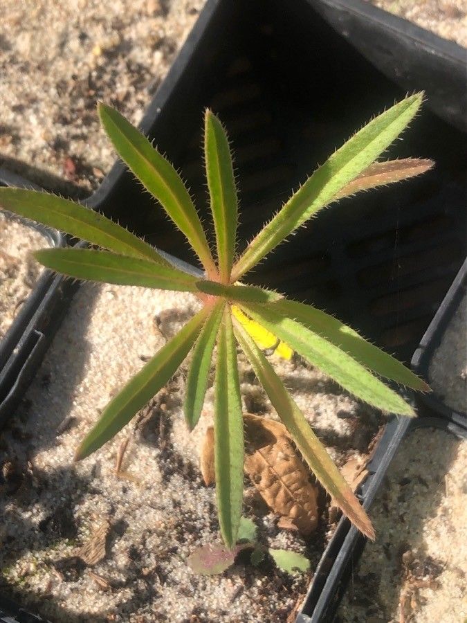 Echium brevirame — search result for 'Echium'