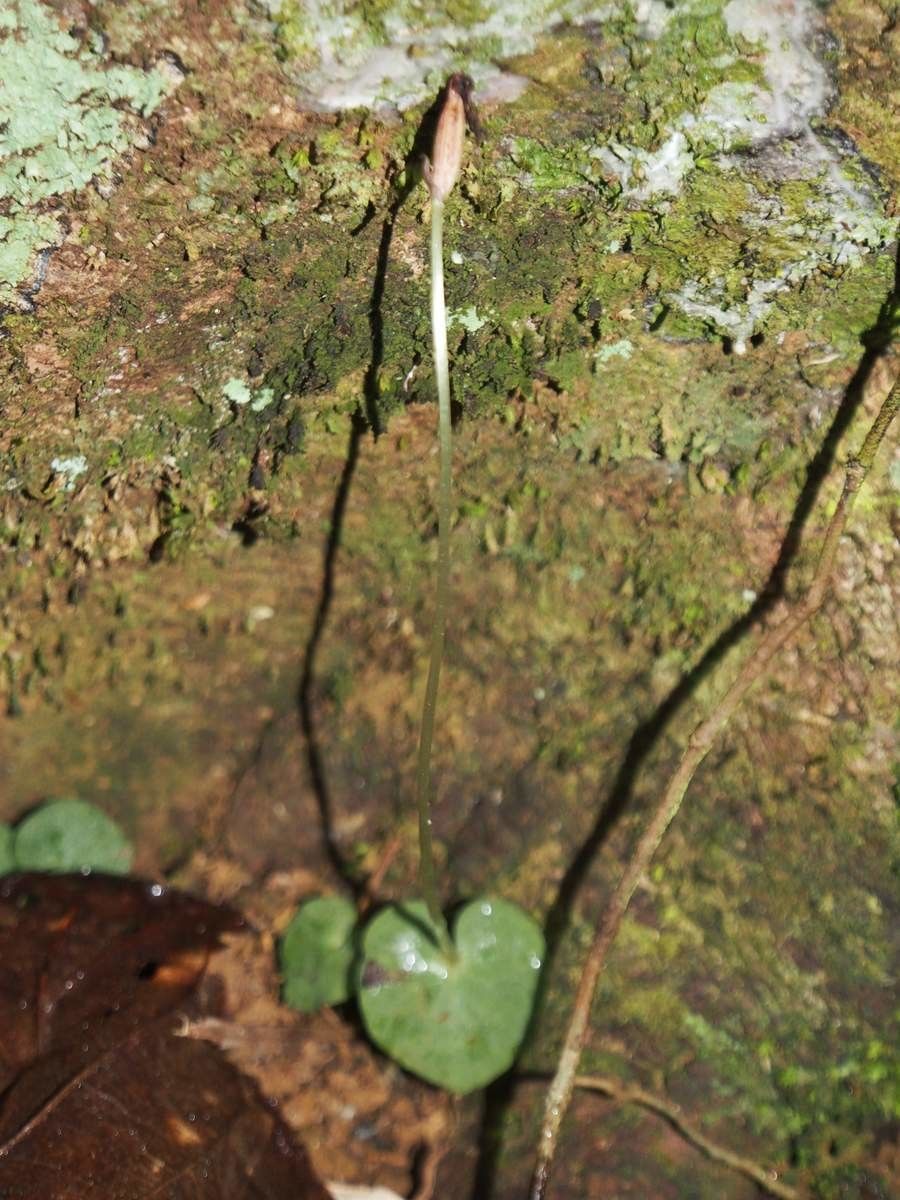 Corybas pignalii habit