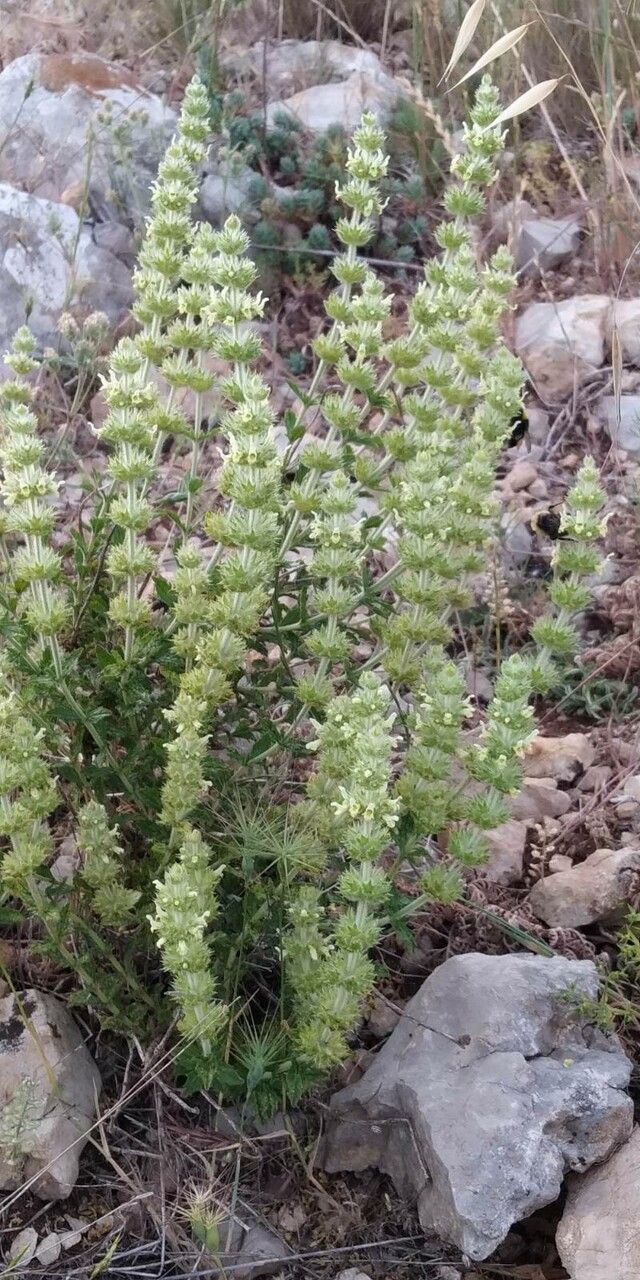 Sideritis provincialis flower