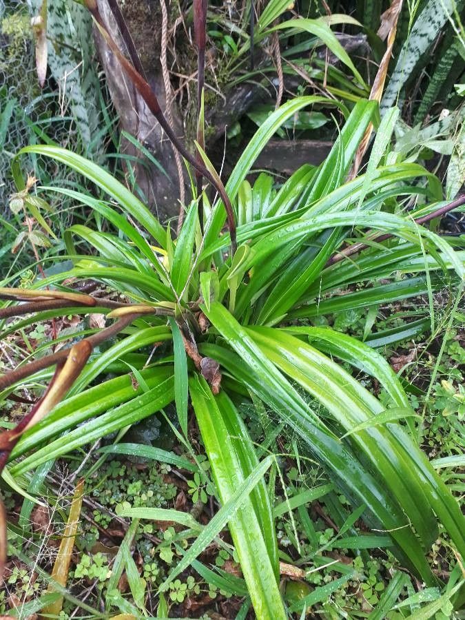 Paphiopedilum philippinense — search result for 'Paphiopedilum'