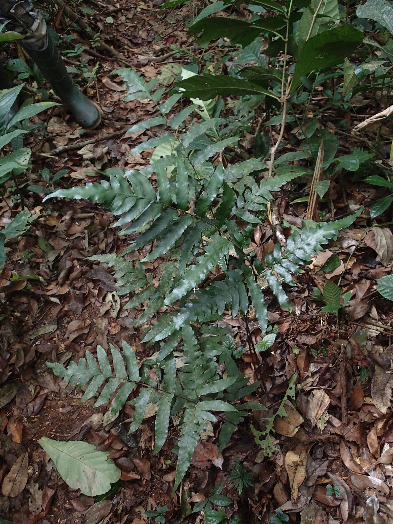 Triplophyllum buchholzii habit