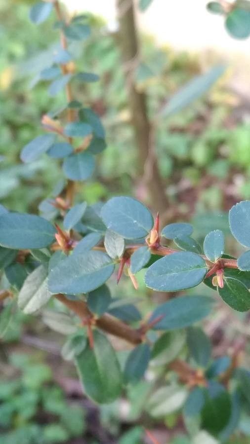 Cotoneaster cochleatus — search result for 'Belgium'