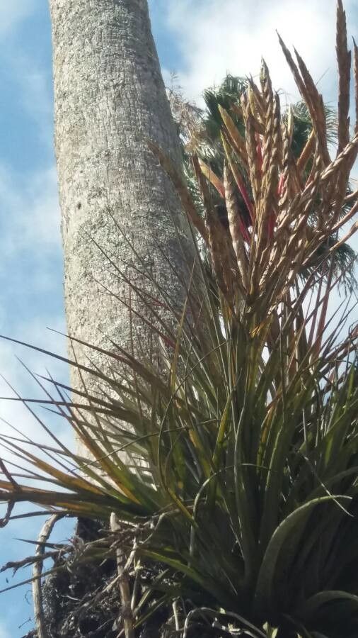 Tillandsia fasciculata fruit