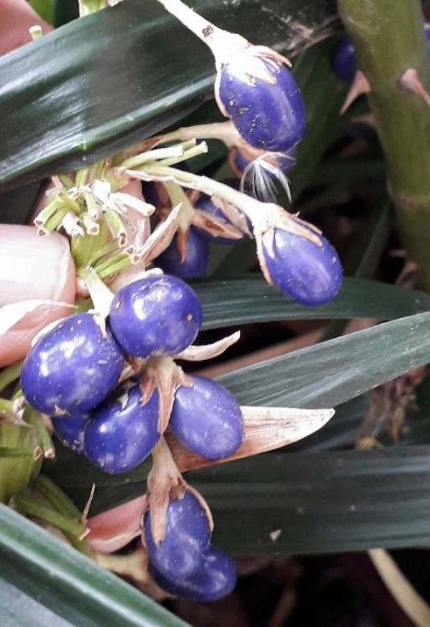 Coix lacryma-jobi fruit