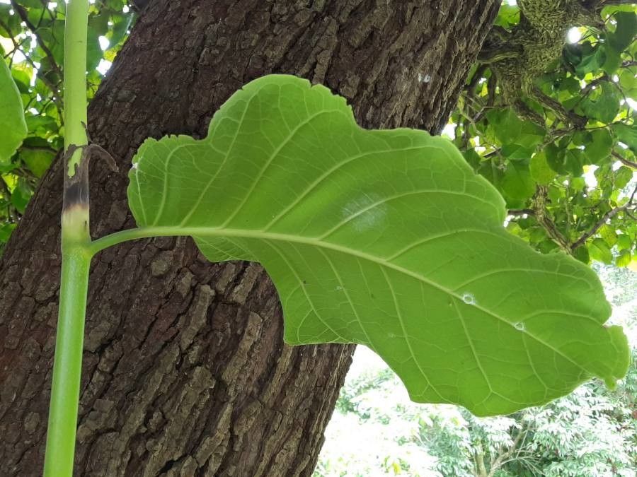 Coccoloba caracasana leaf