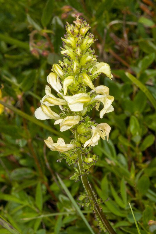 Pedicularis elongata flower