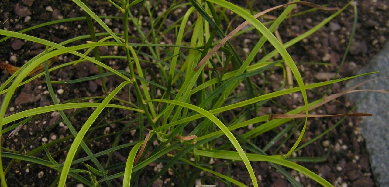 Macrozamia fearnsidei — search result for 'Zamiaceae'