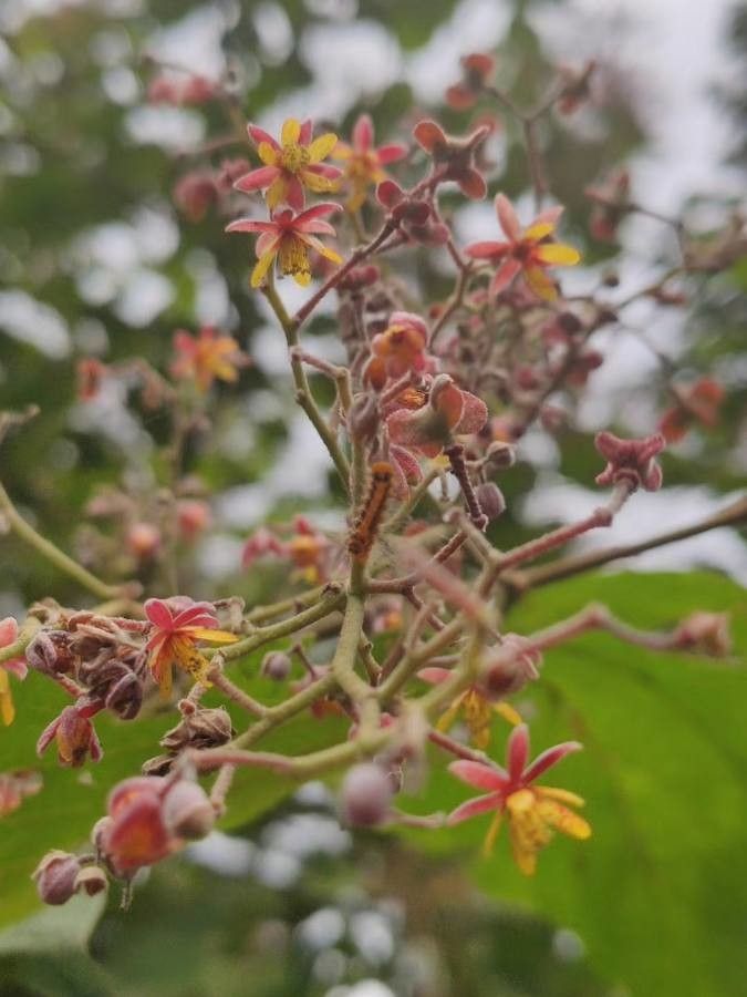 Sterculia lanceolata — search result for 'Sterculia'