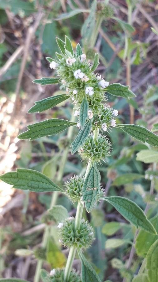 Chaiturus marrubiastrum flower