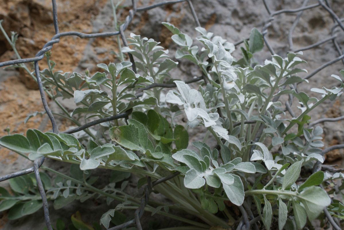 Centaurea argentea — houseplant care guide