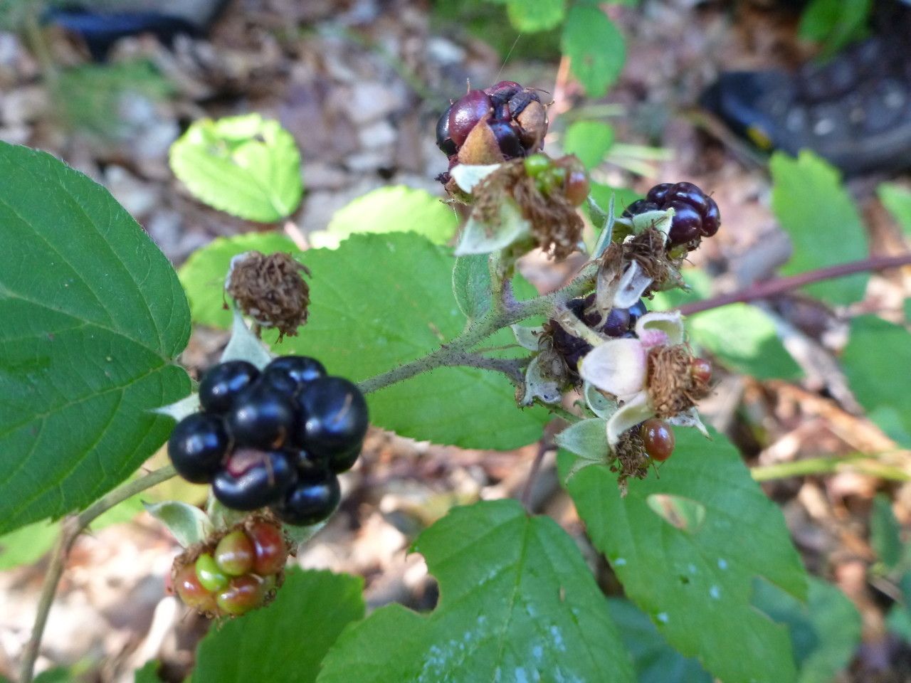 Rubus rotundifoliatus fruit