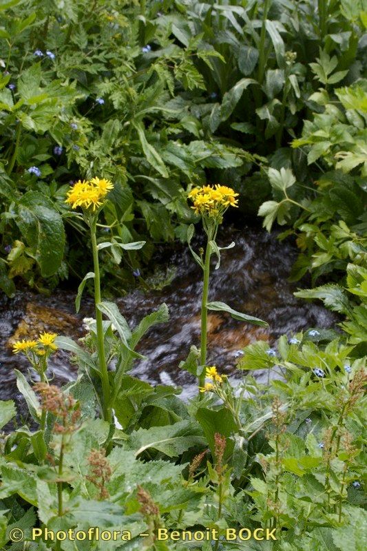 Tephroseris balbisiana habit