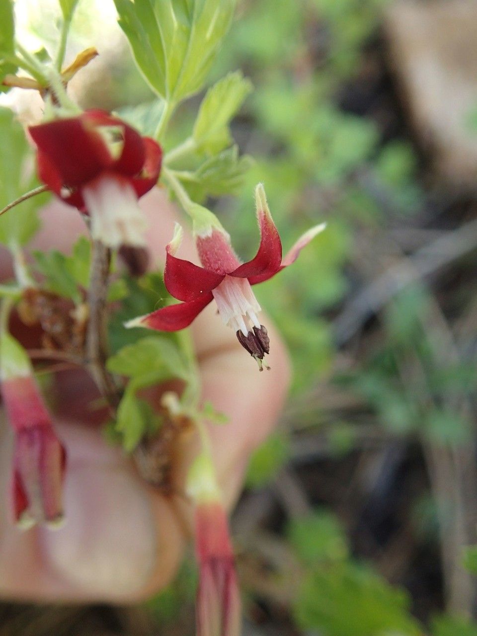 Ribes roezlii flower