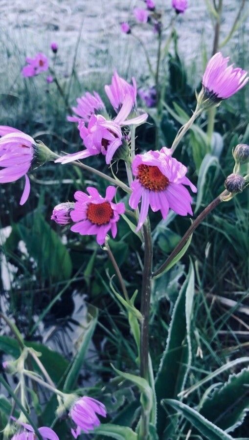 Senecio icoglossus — houseplant care guide