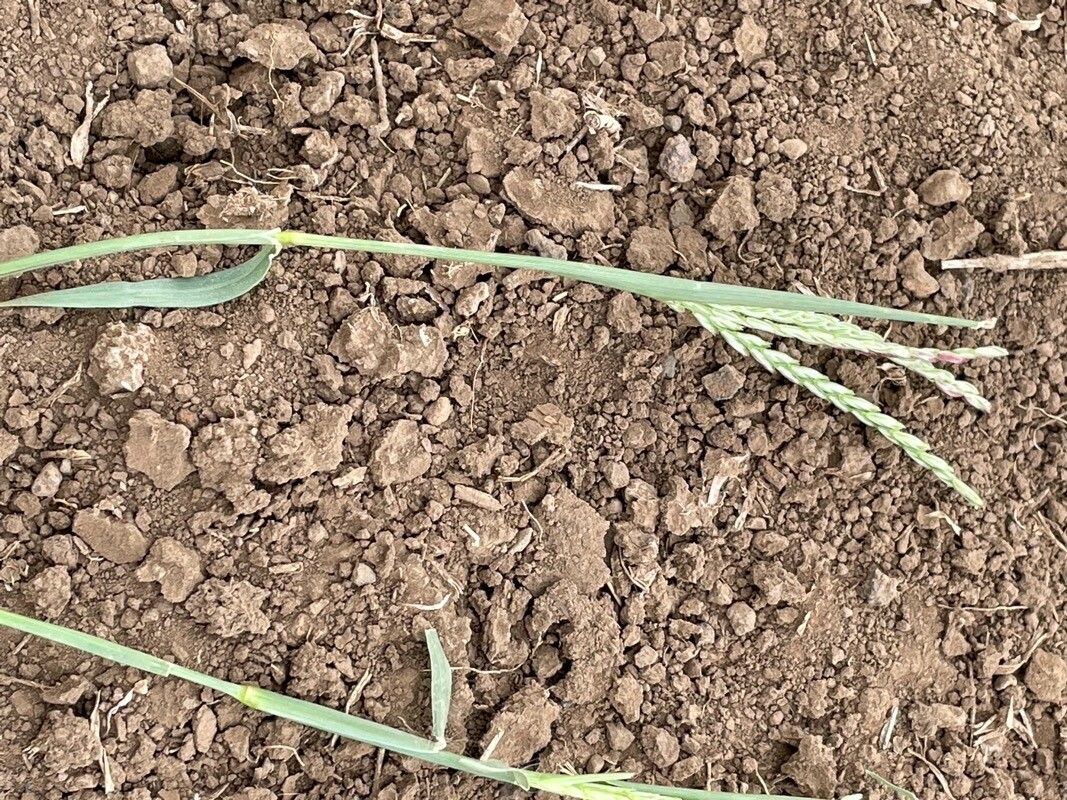 Chloris nutans — houseplant care guide