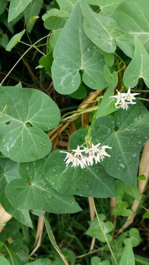 Polygonum convolvulus flower