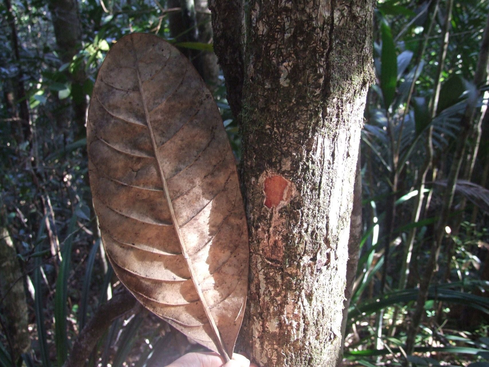 Pycnandra fastuosa bark