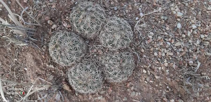 Escobaria vivipara — search result for 'Mammillaria'