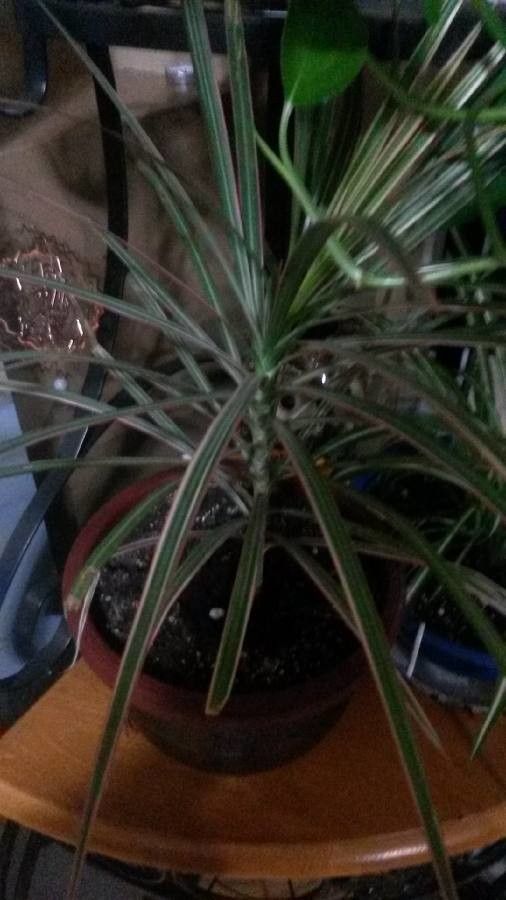 Dracaena marginata flower